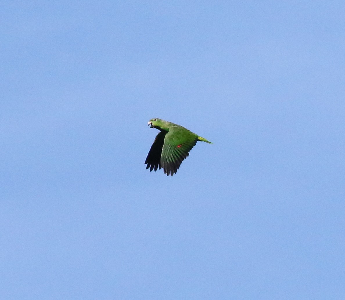 Scaly-naped Parrot - ML605366861