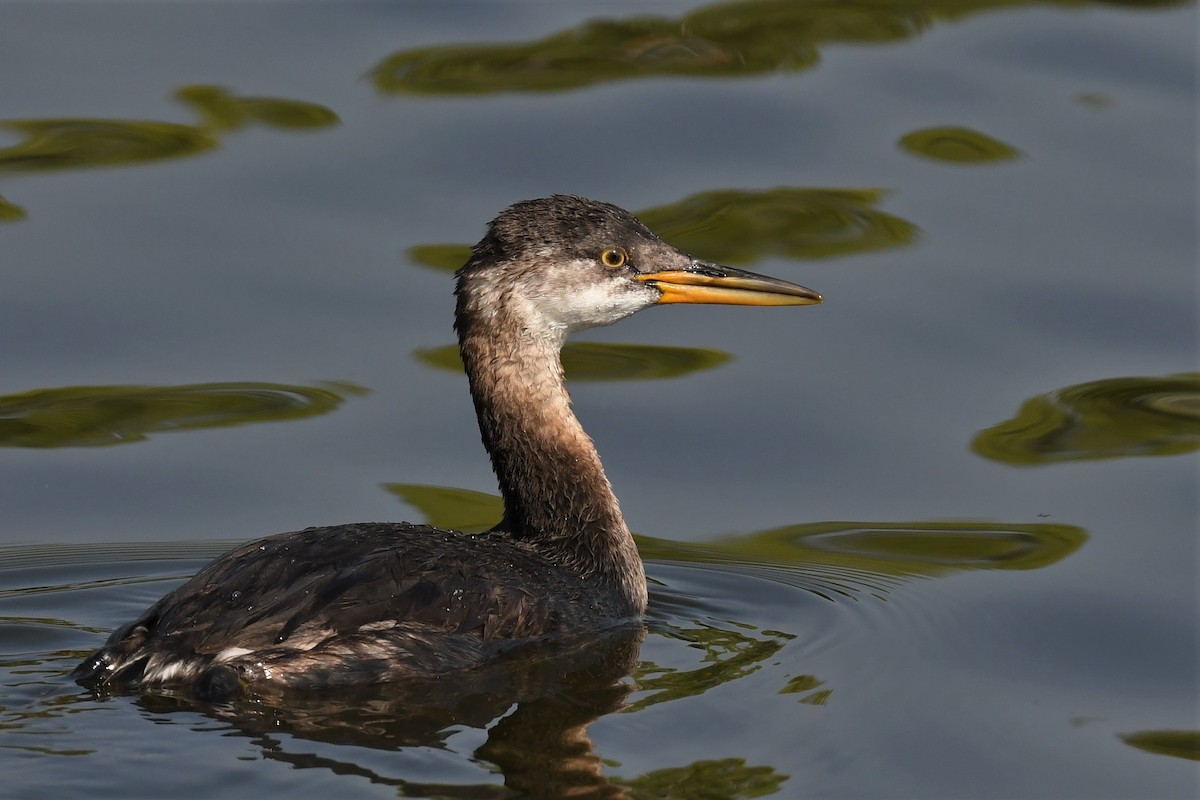 Red-necked Grebe - ML605368931