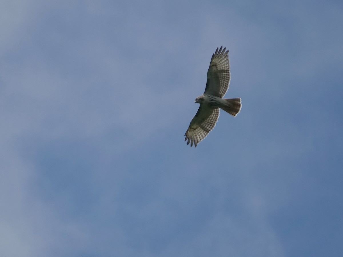 Red-tailed Hawk - ML605371751
