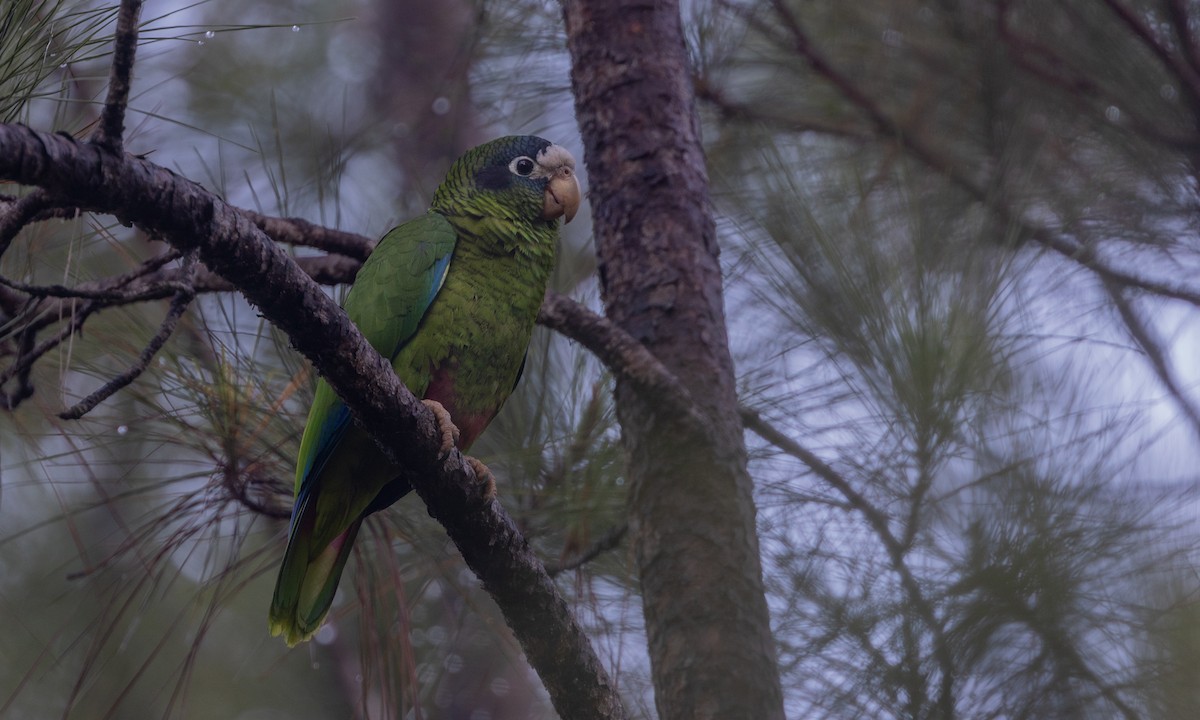 Hispaniolan Parrot - Zak Pohlen