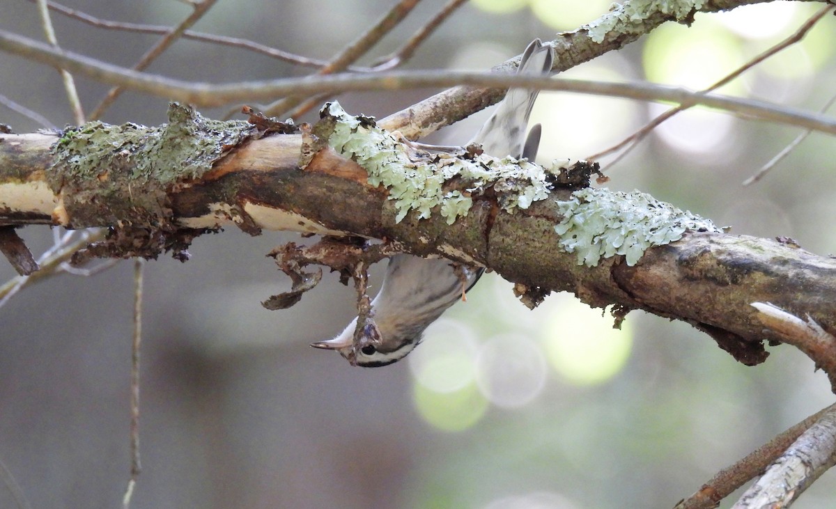 Mass Audubon eBird Checklist 20 Aug 2023 Museum of American Bird