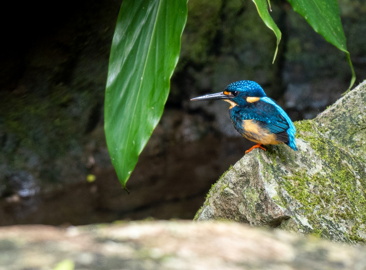Indigo-banded Kingfisher (Southern) - Forest Botial-Jarvis