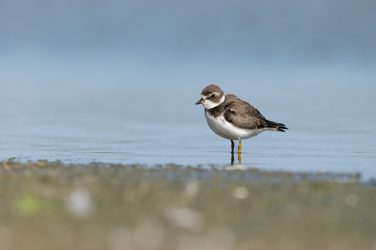 Semipalmated Plover - ML605377281