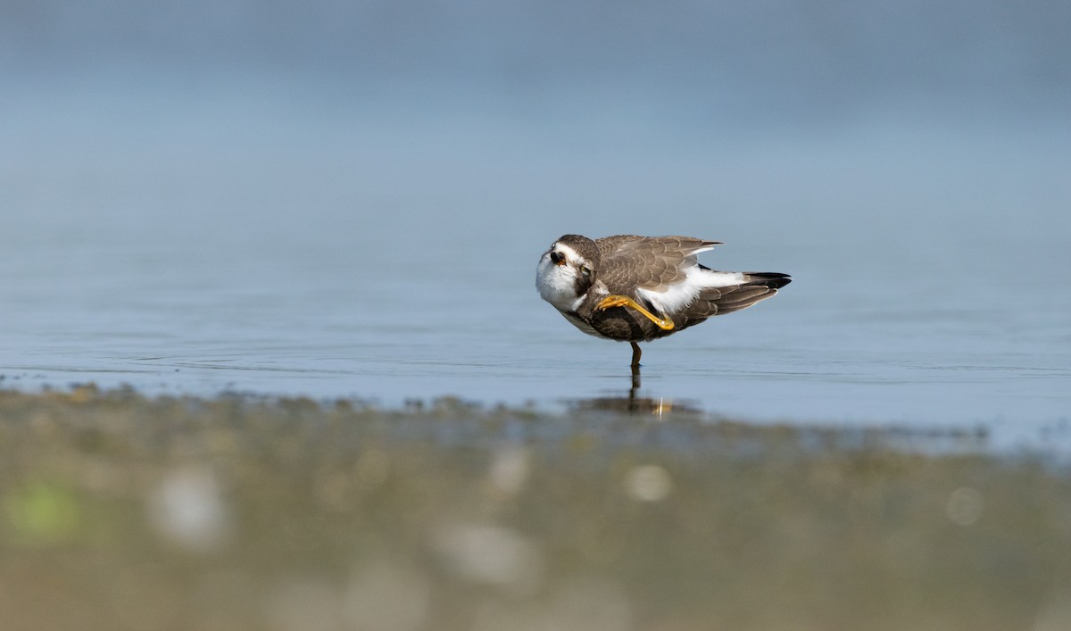 Semipalmated Plover - ML605377291