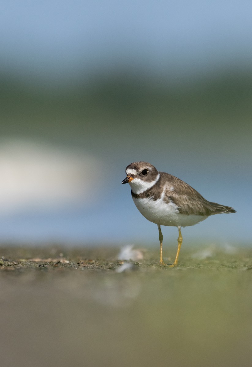 Semipalmated Plover - ML605377311