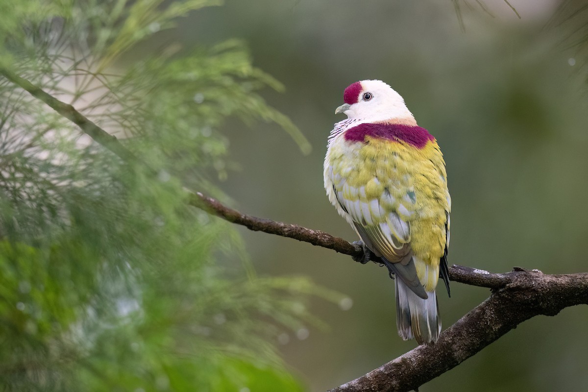 Many-colored Fruit-Dove - ML605377671