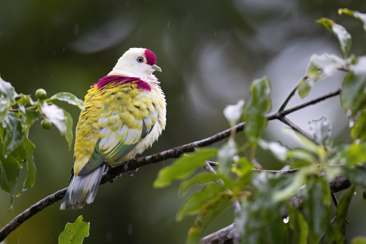 Many-colored Fruit-Dove - ML605377691