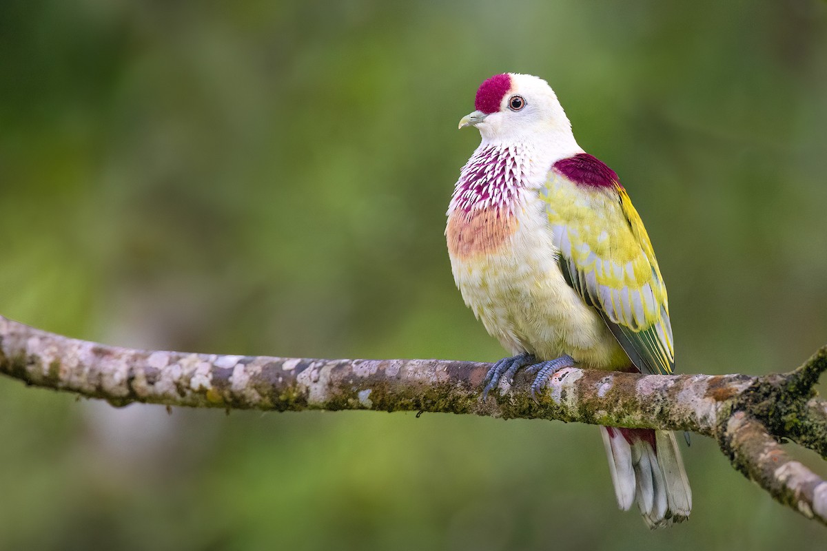 Many-colored Fruit-Dove - ML605377701
