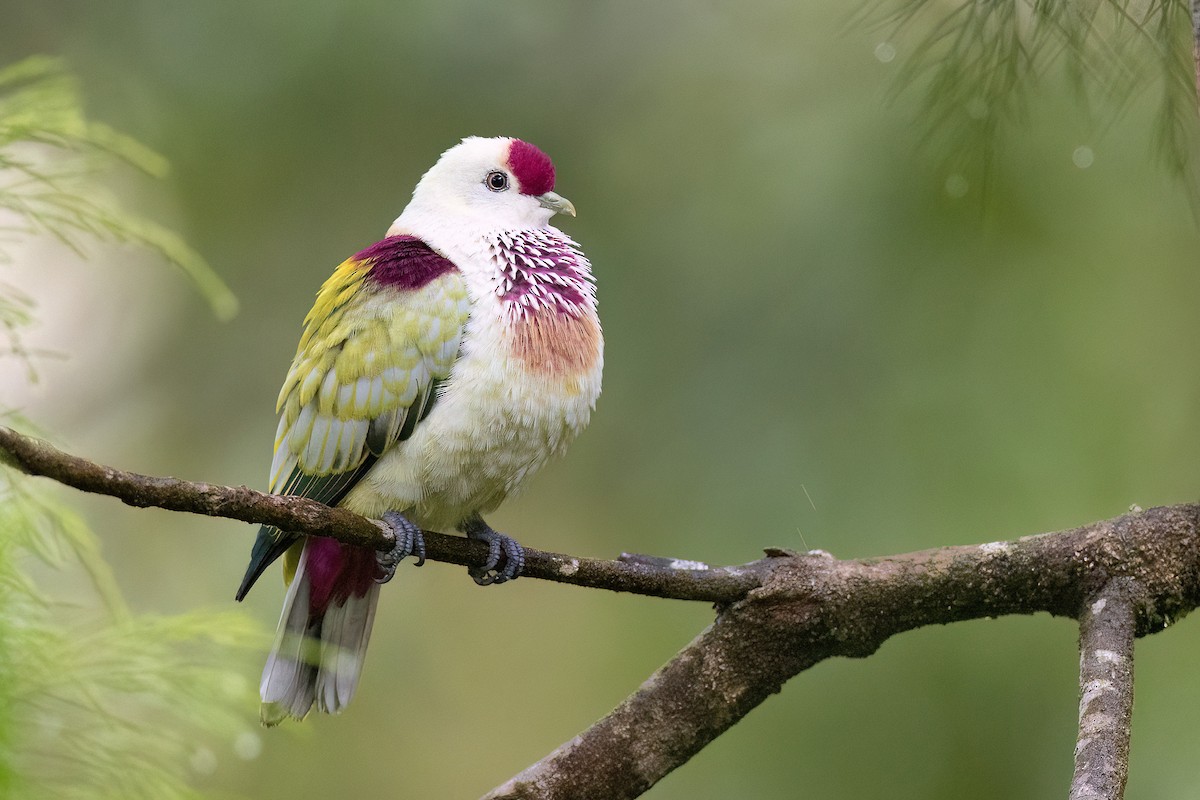 Many-colored Fruit-Dove - ML605377711