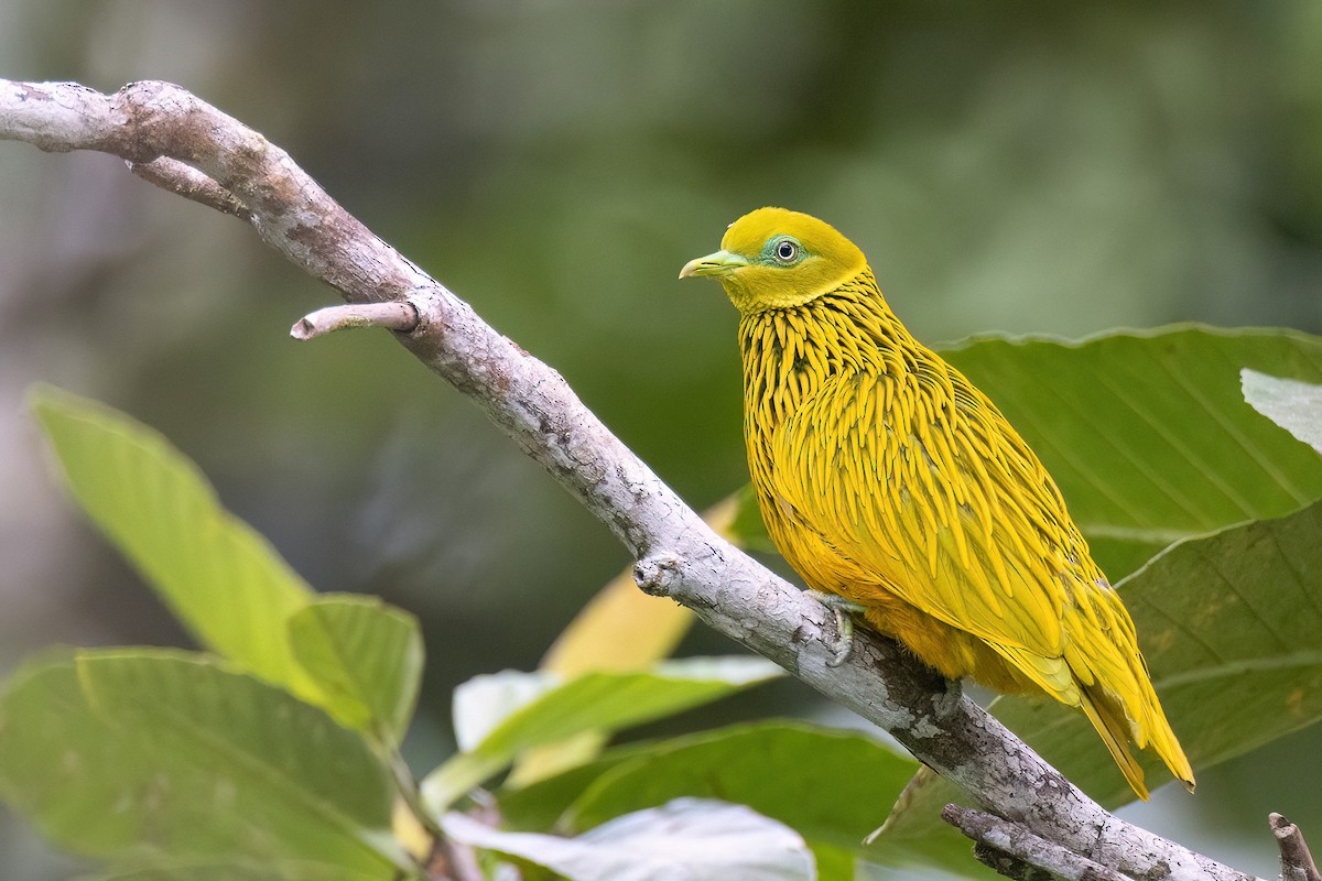 Golden Dove - Chris Venetz | Ornis Birding Expeditions