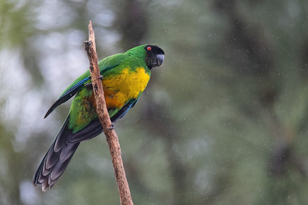 Masked Shining-Parrot - Chris Venetz | Ornis Birding Expeditions