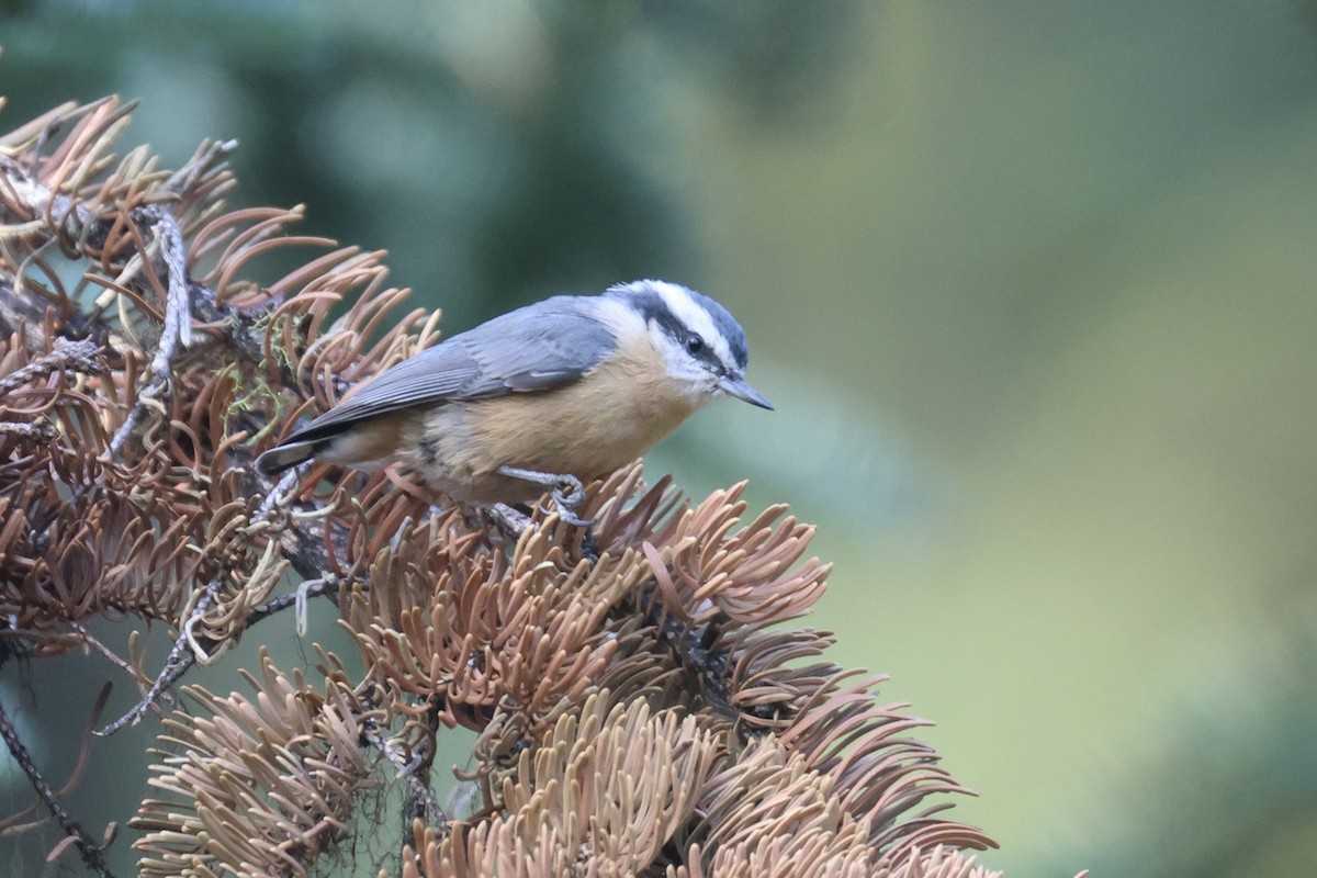 Red-breasted Nuthatch - ML605379031