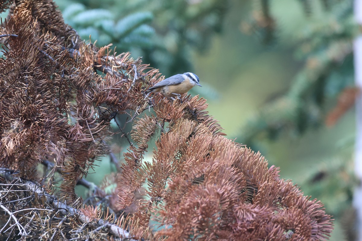 Red-breasted Nuthatch - ML605379041