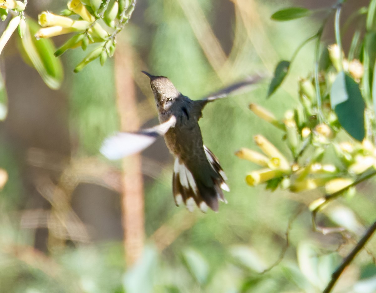 hummingbird sp. - ML605379141