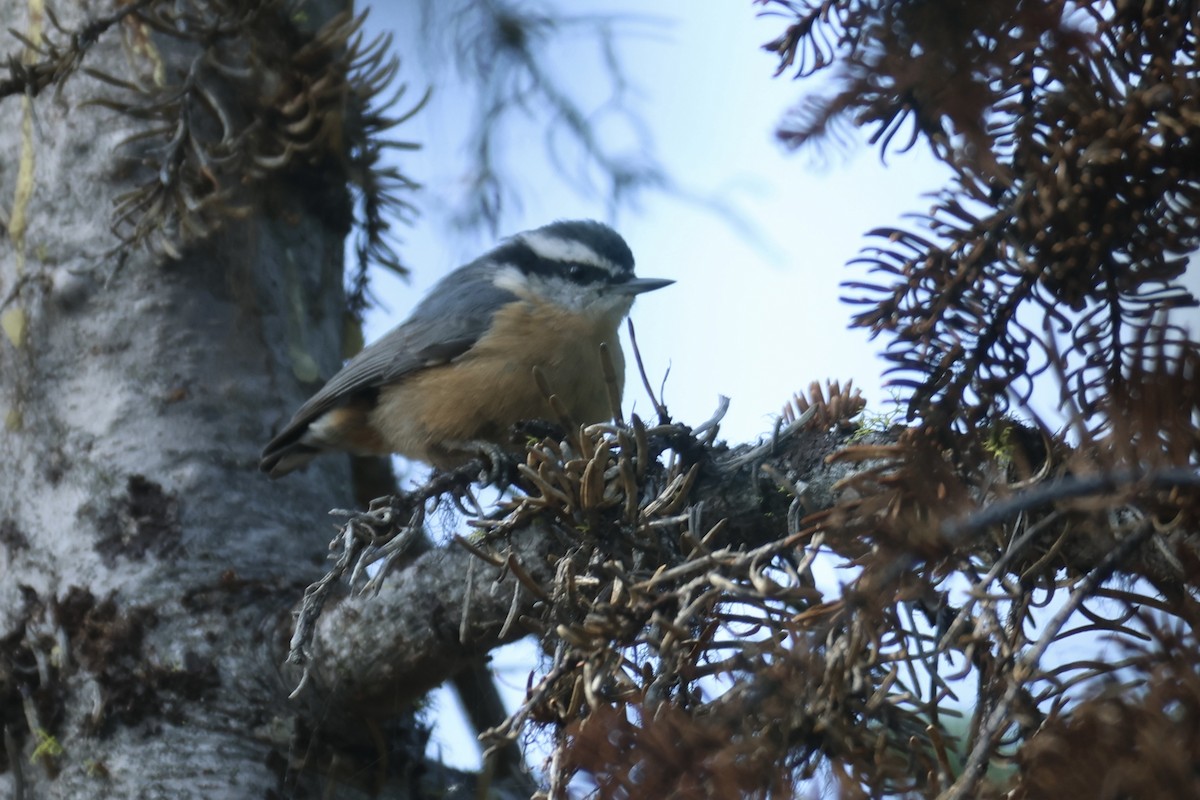Red-breasted Nuthatch - ML605379401