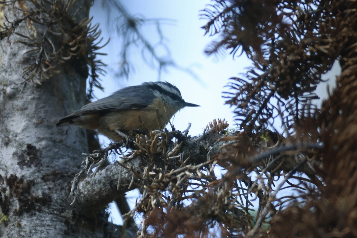 Red-breasted Nuthatch - ML605379411