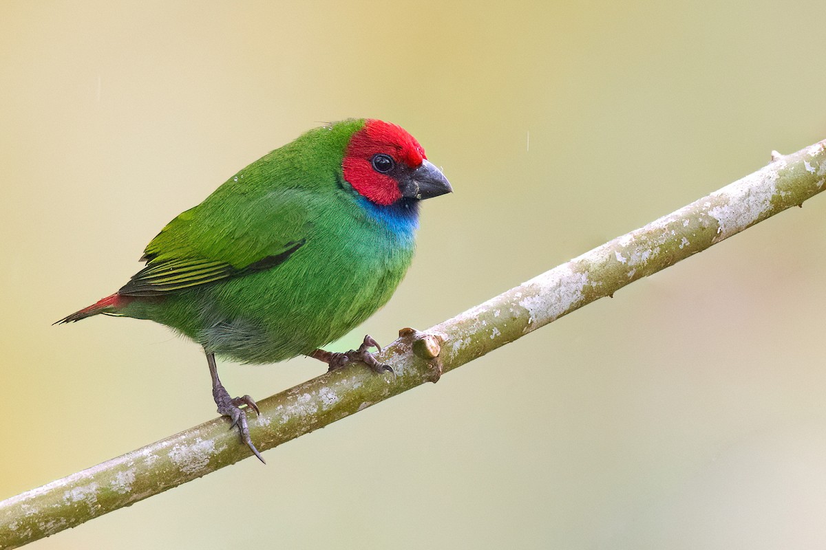 Fiji Parrotfinch - Chris Venetz | Ornis Birding Expeditions