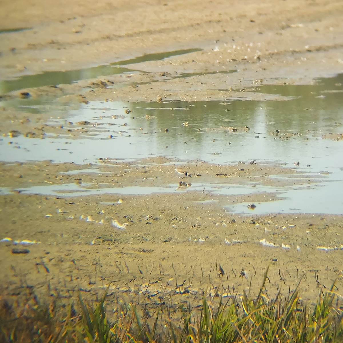 Semipalmated Plover - ML605384121