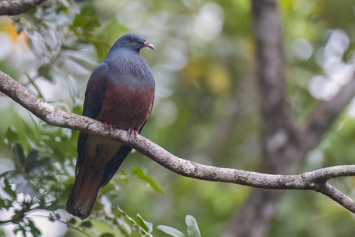 New Caledonian Imperial-Pigeon - ML605387821