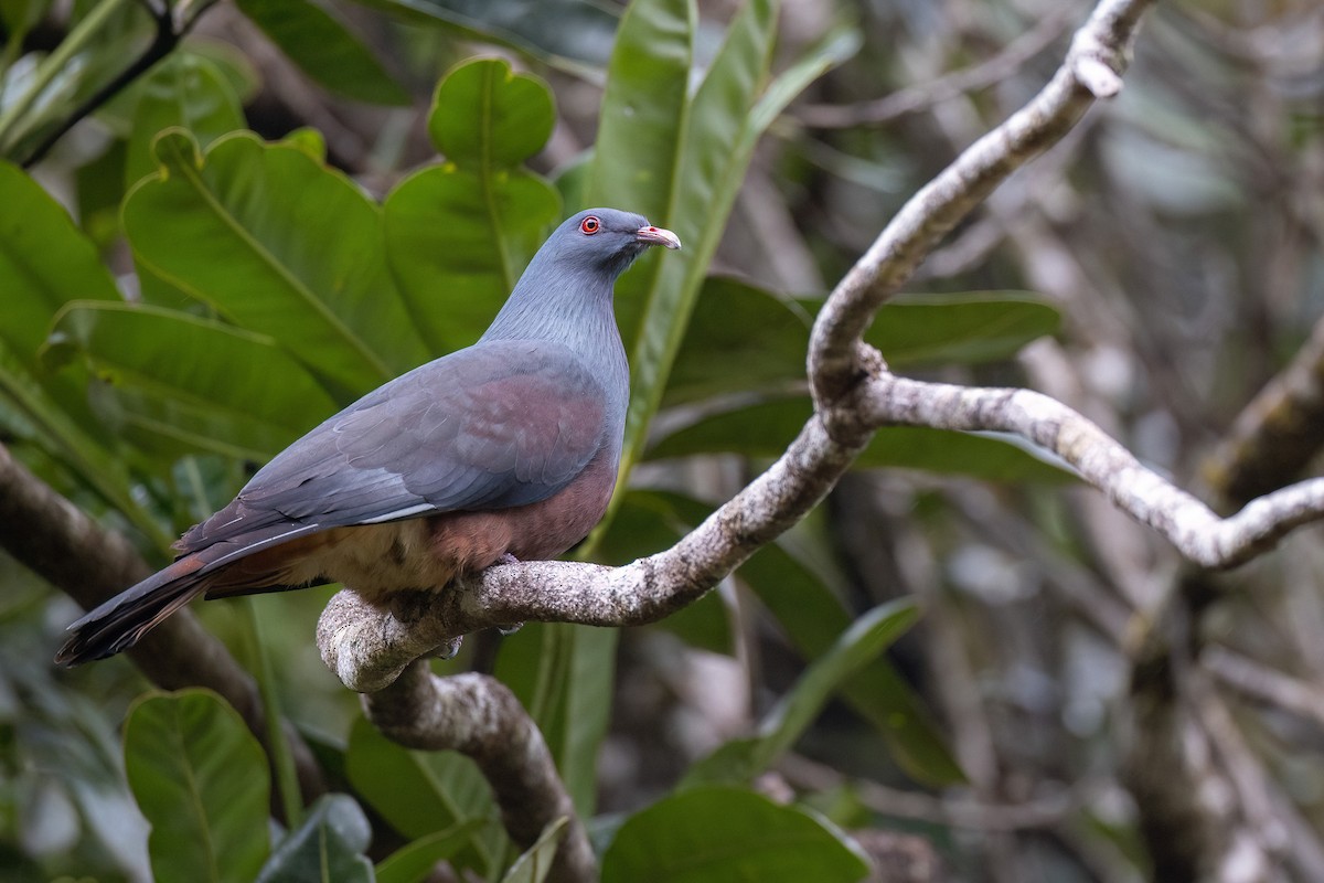 New Caledonian Imperial-Pigeon - ML605387841