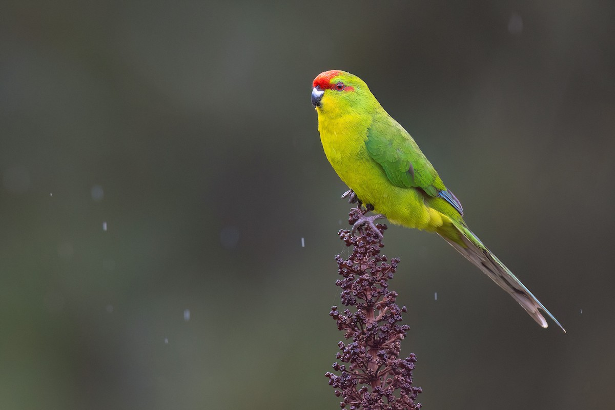 New Caledonian Parakeet - Chris Venetz | Ornis Birding Expeditions