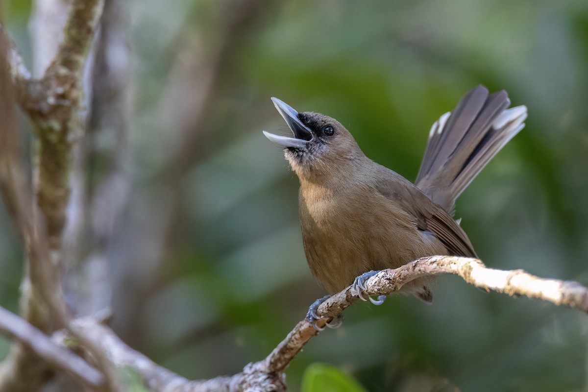 Southern Shrikebill - Chris Venetz | Ornis Birding Expeditions