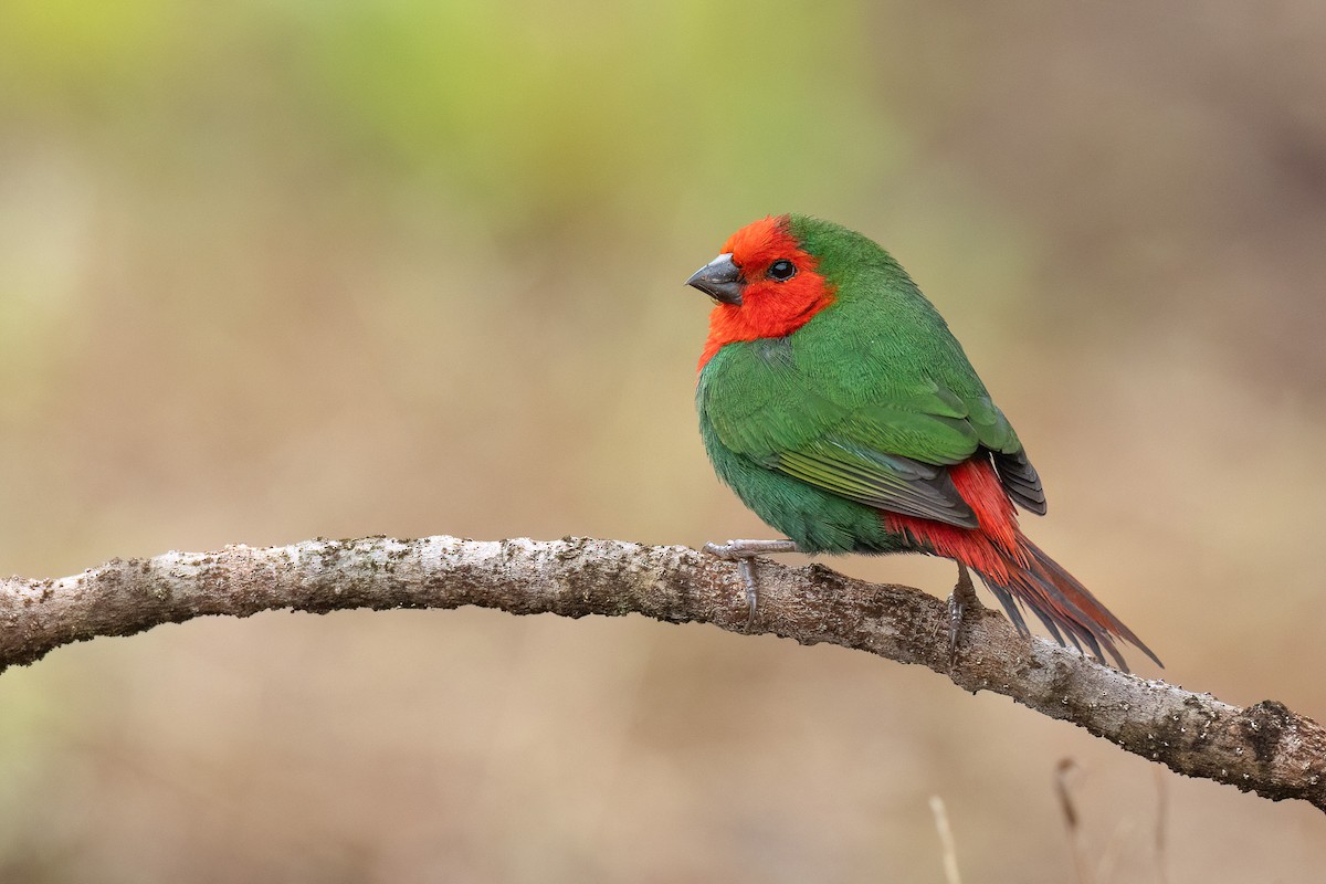 Red-throated Parrotfinch - ML605389341