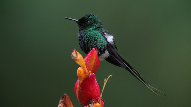 kolibřík trnoocasý - ML605389841
