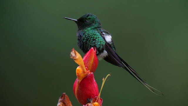  - Green Thorntail