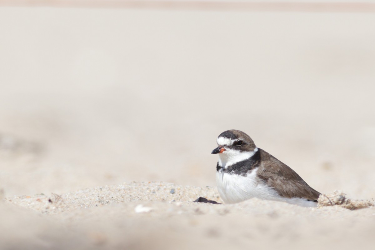Semipalmated Plover - ML605391771