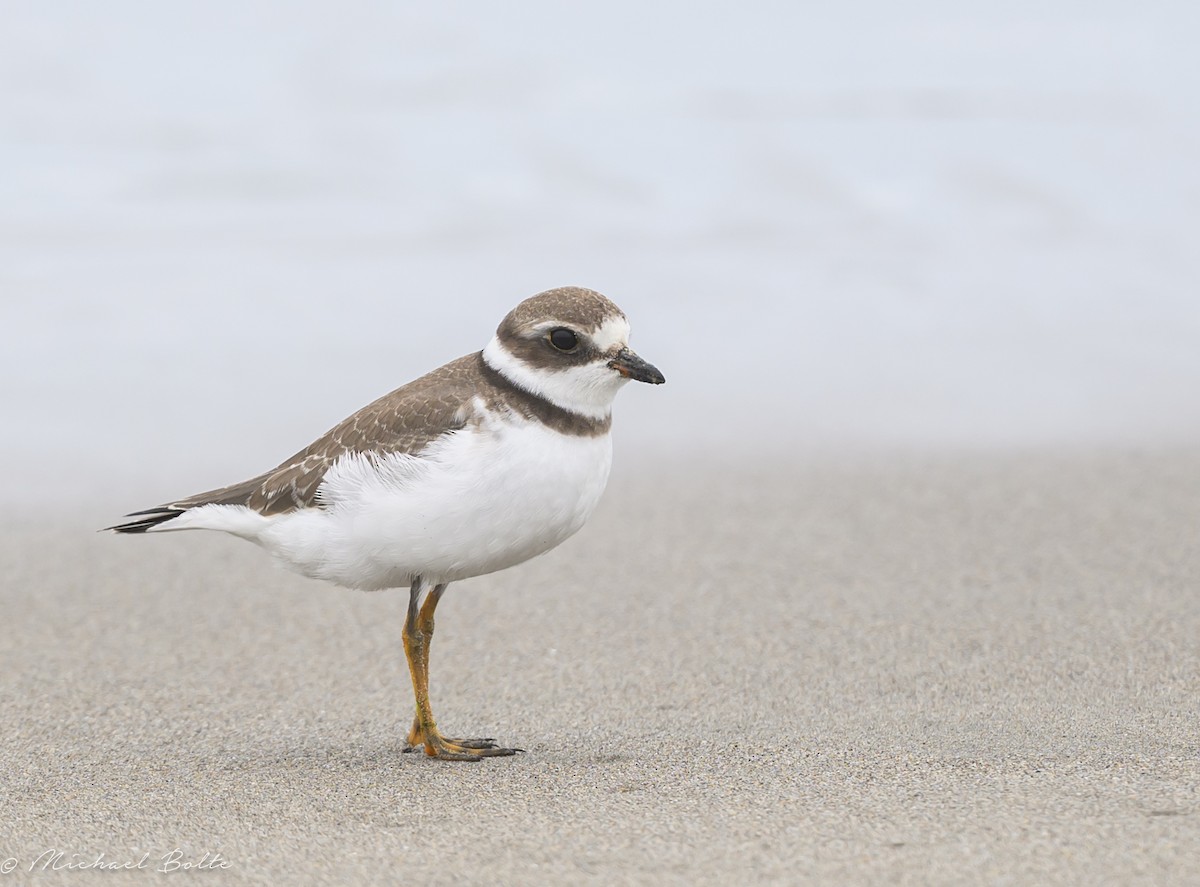 Semipalmated Plover - ML605392031