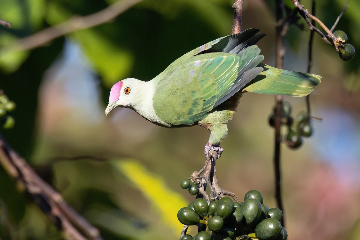Red-bellied Fruit-Dove - Chris Venetz | Ornis Birding Expeditions