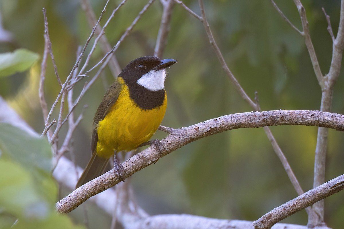 Vanuatu Whistler - Chris Venetz | Ornis Birding Expeditions
