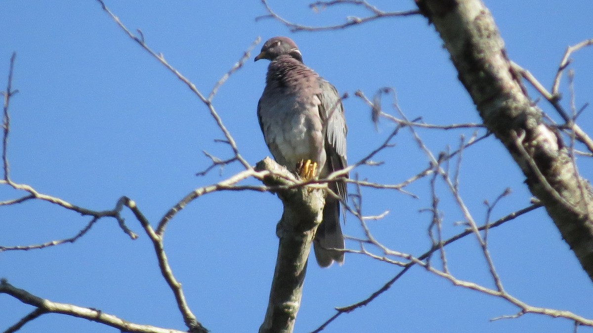 Band-tailed Pigeon - ML60539351
