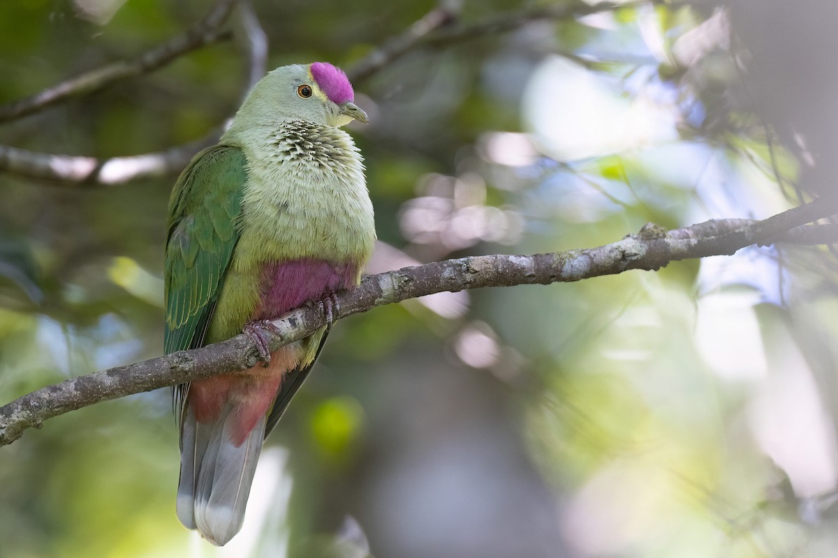 Red-bellied Fruit-Dove - ML605394861