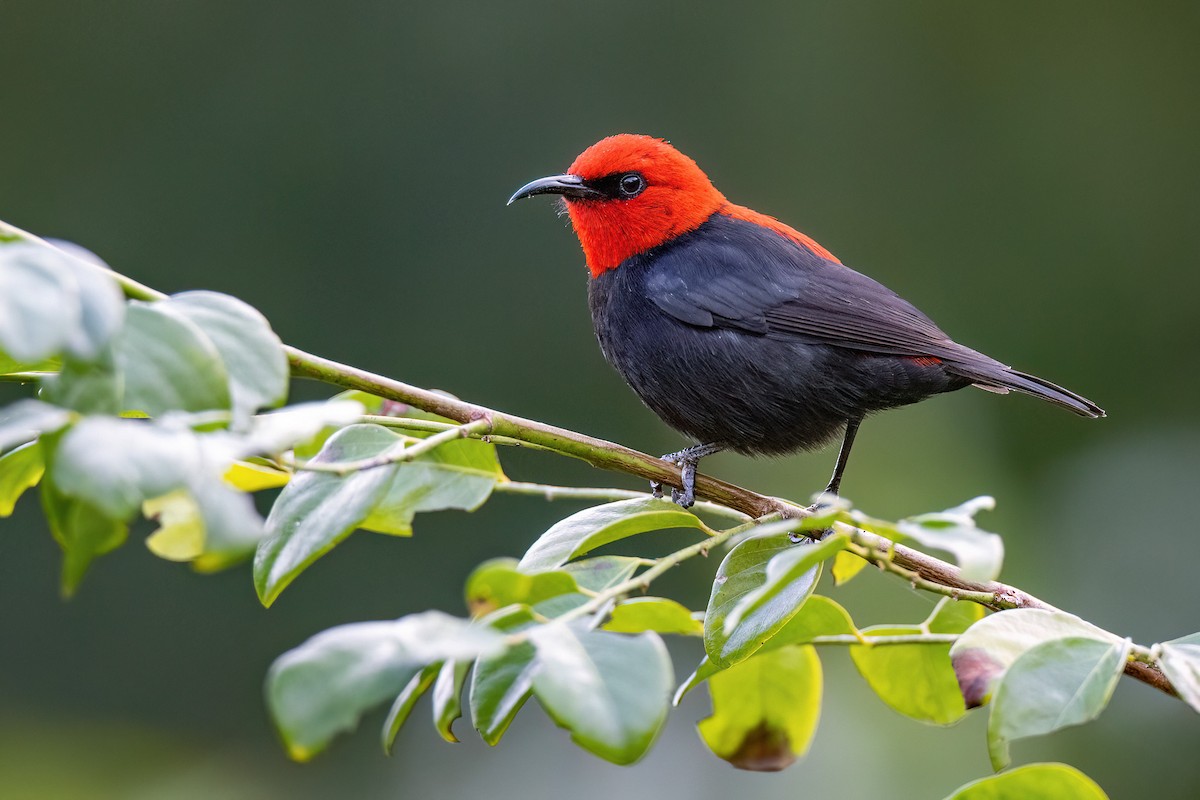 Cardinal Myzomela - Chris Venetz | Ornis Birding Expeditions