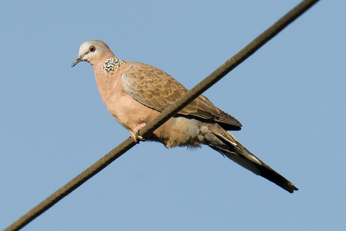 Spotted Dove - ML60539581