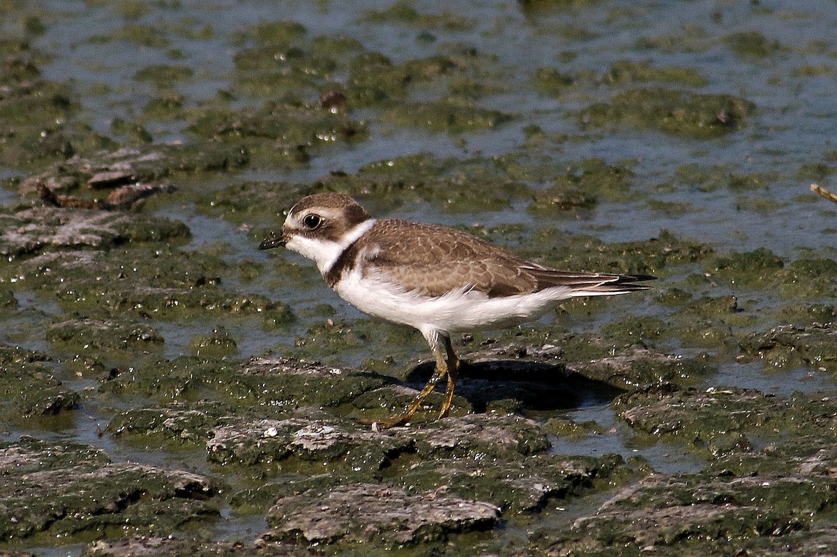 Semipalmated Plover - ML605400641