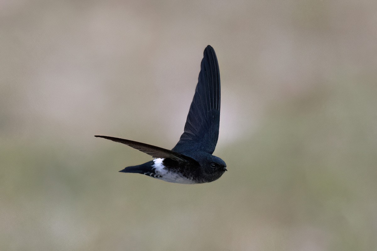 Satin Swiftlet - Chris Venetz | Ornis Birding Expeditions