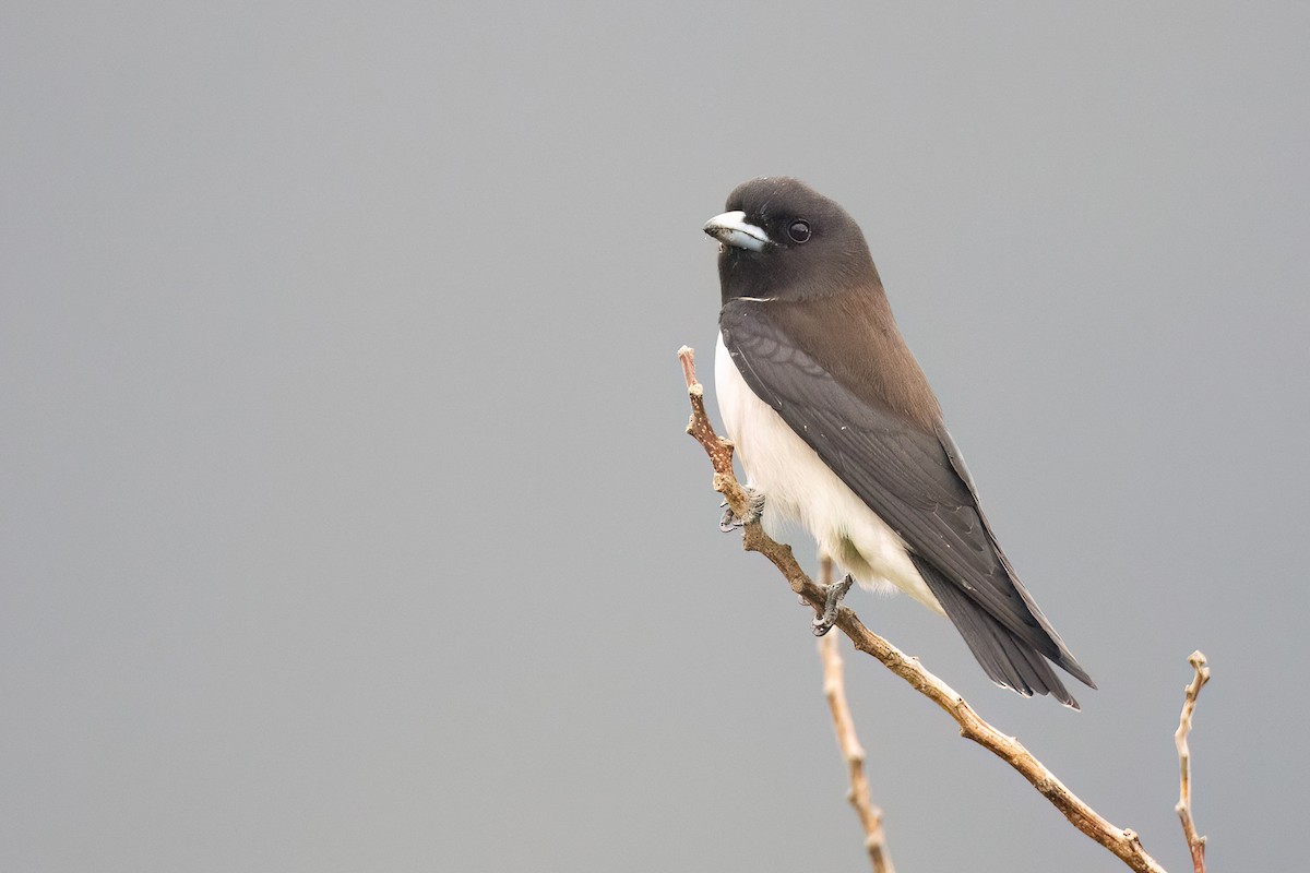White-breasted Woodswallow - ML605405381
