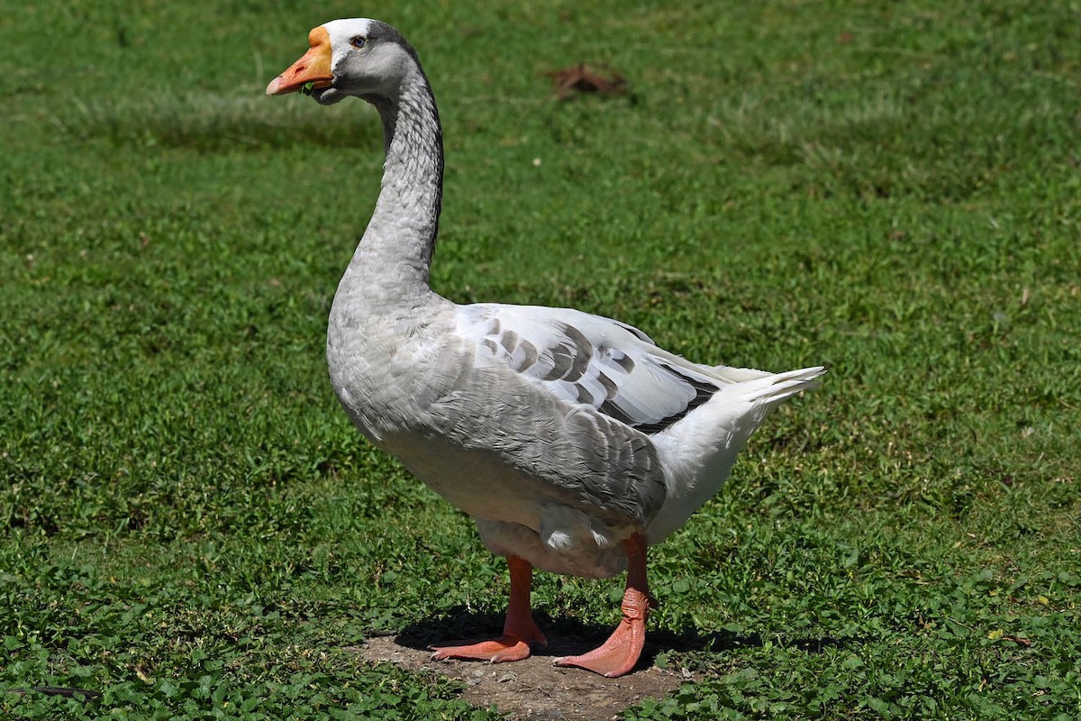 Swan Goose (Domestic type) - ML605406701
