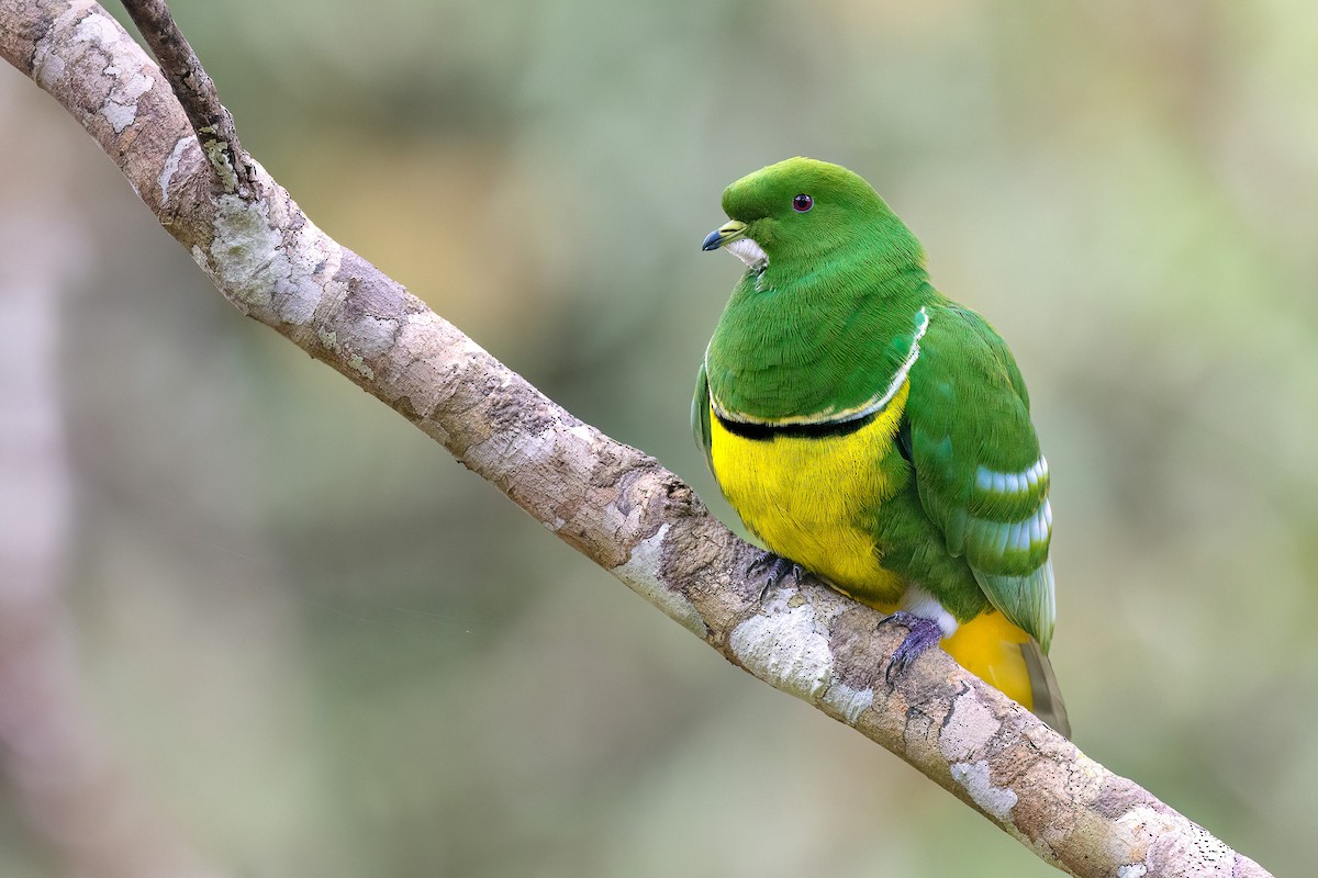 Cloven-feathered Dove - ML605407691