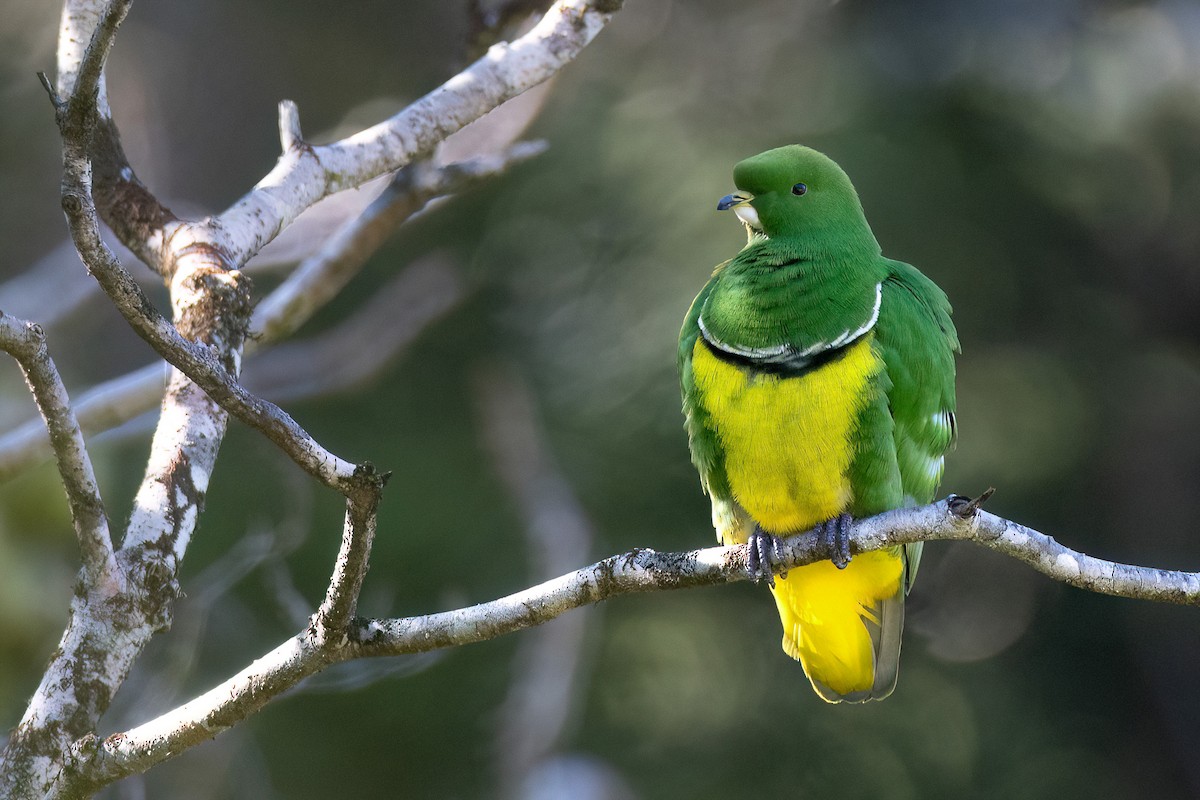 Cloven-feathered Dove - ML605407731