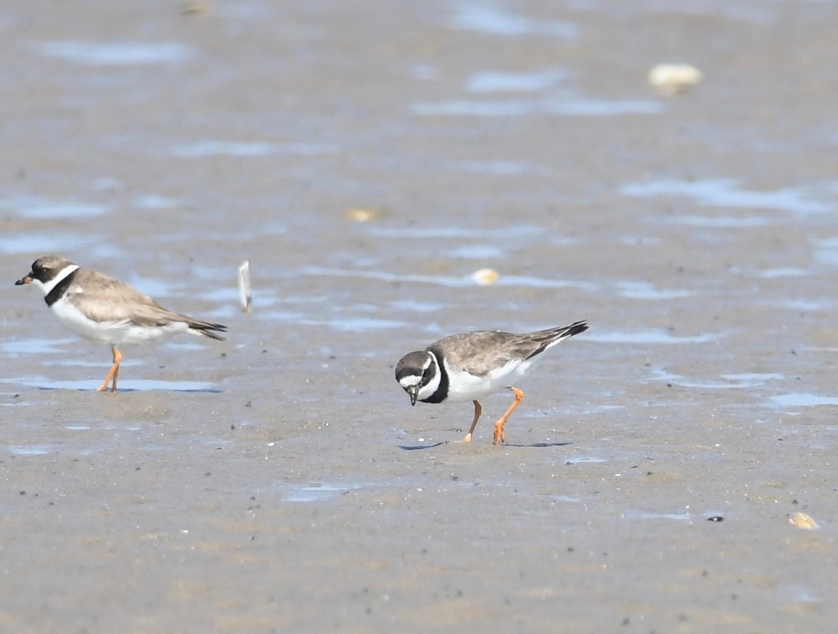 Common Ringed Plover - ML605407791