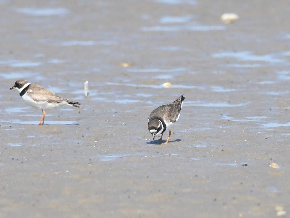 Common Ringed Plover - ML605407801