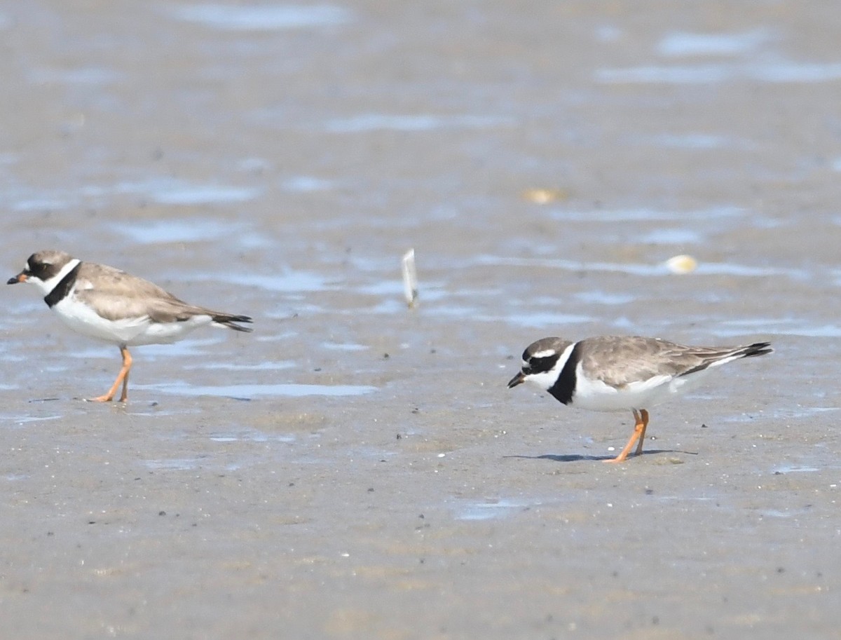 Common Ringed Plover - ML605407811
