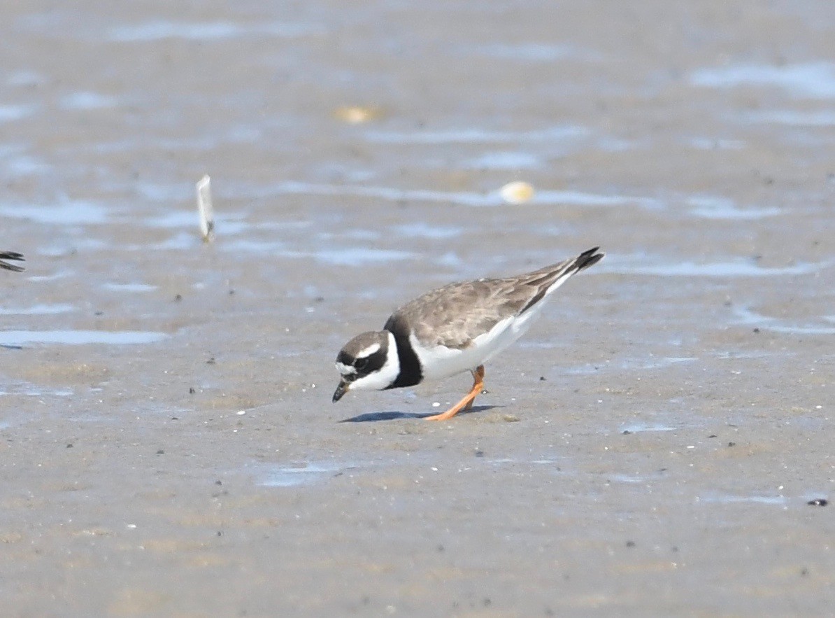 Common Ringed Plover - ML605407821