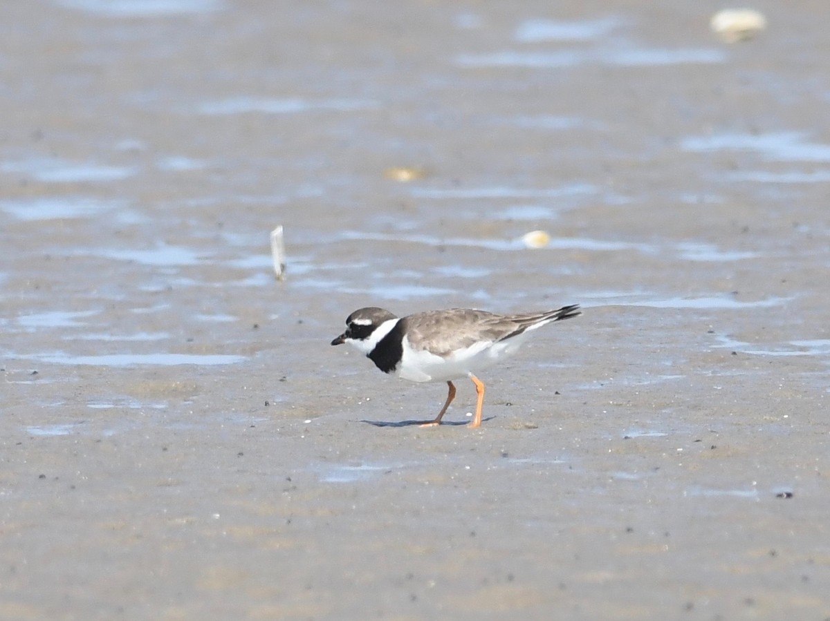 Common Ringed Plover - ML605407831