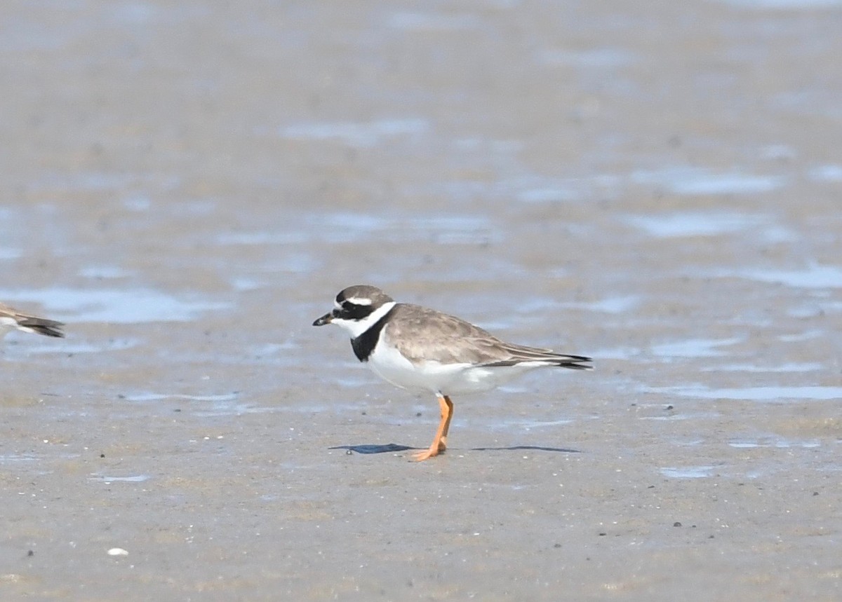Common Ringed Plover - ML605407841