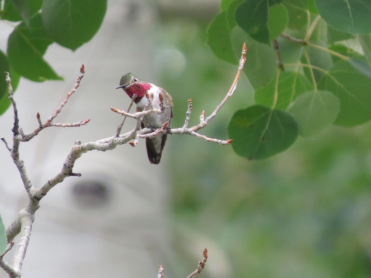 Broad-tailed Hummingbird - ML605407991